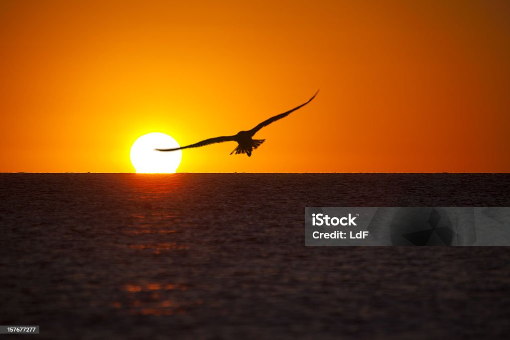 Einsame Möwe auf den Sonnenuntergang - Lizenzfrei Bildkomposition und Technik Stock-Foto