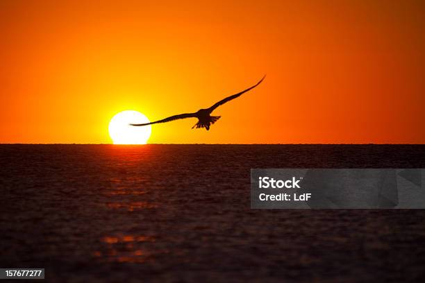 Einsame Möwe Auf Den Sonnenuntergang Stockfoto und mehr Bilder von Bildkomposition und Technik - Bildkomposition und Technik, Farbbild, Farbsättigung