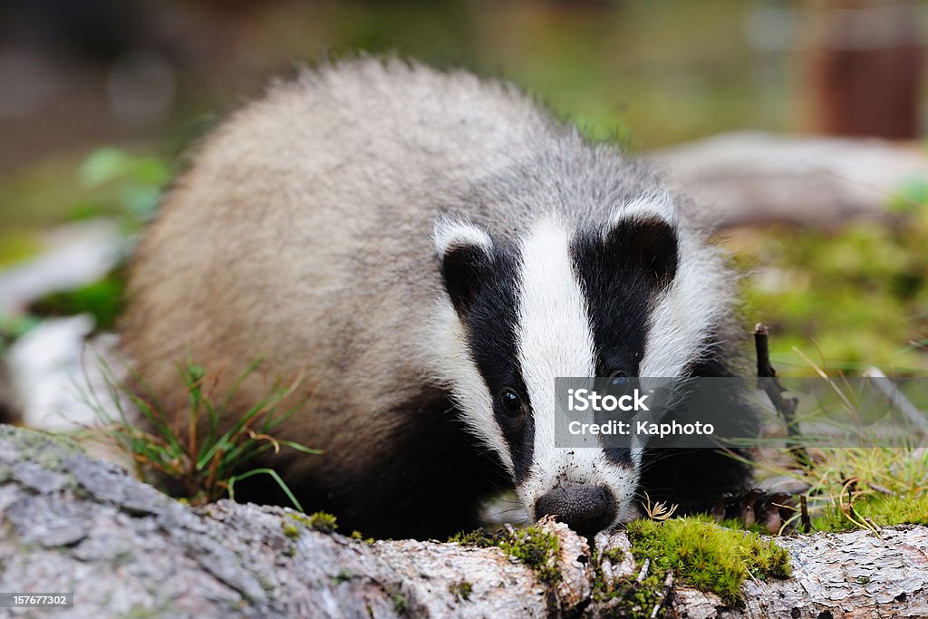 Femme badger variable - Photo de Animal femelle libre de droits