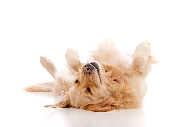 Golden retriever playing dead on a white background A dog lying on his back on a white background. lying on back stock pictures, royalty-free photos & images