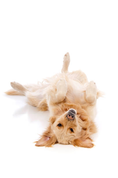 golden retriever fingir de morto - dog golden retriever lying down isolated imagens e fotografias de stock