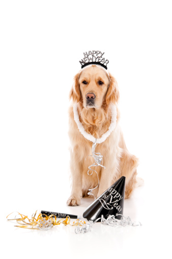 A cute dog ready for New Years on a white background.