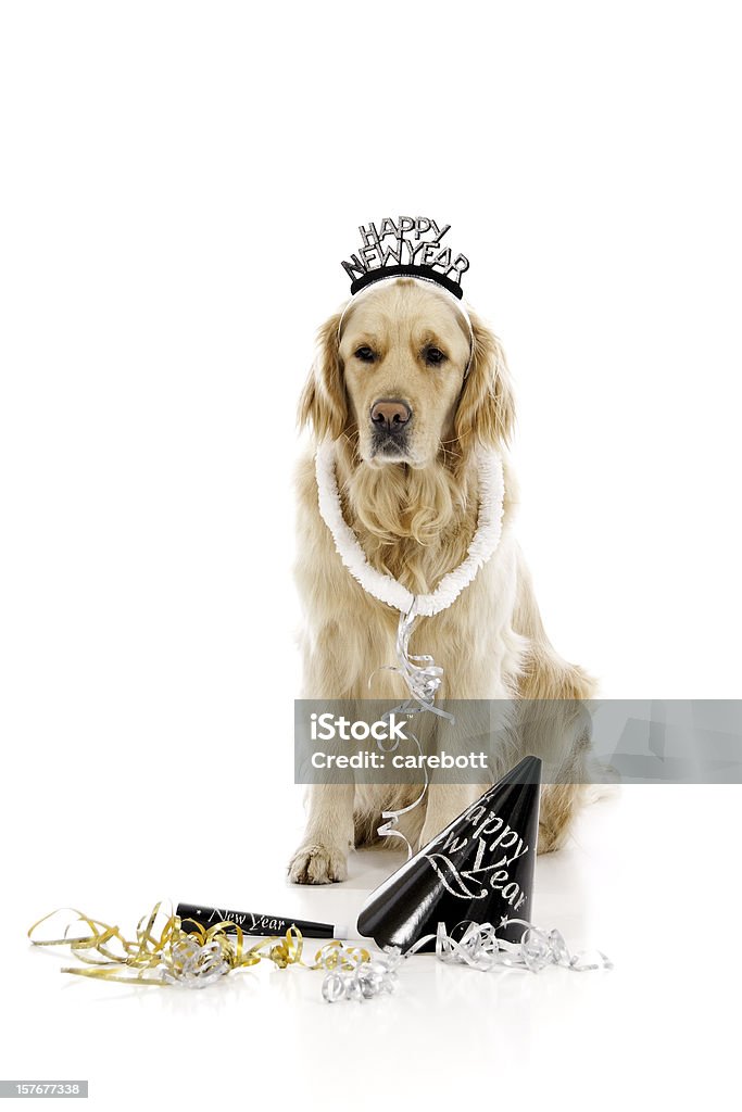 Feliz ano-novo Labrador Dourado - Foto de stock de Cão royalty-free