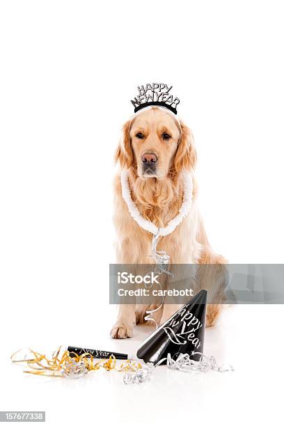Foto de Feliz Anonovo Labrador Dourado e mais fotos de stock de Cão - Cão, Ano novo, Noite de Réveillon