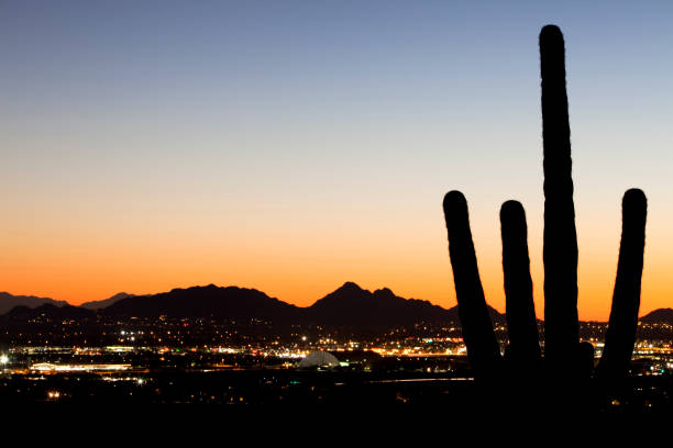 silhouette saguaro nel deserto luci della città - phoenix arizona scottsdale sunset foto e immagini stock