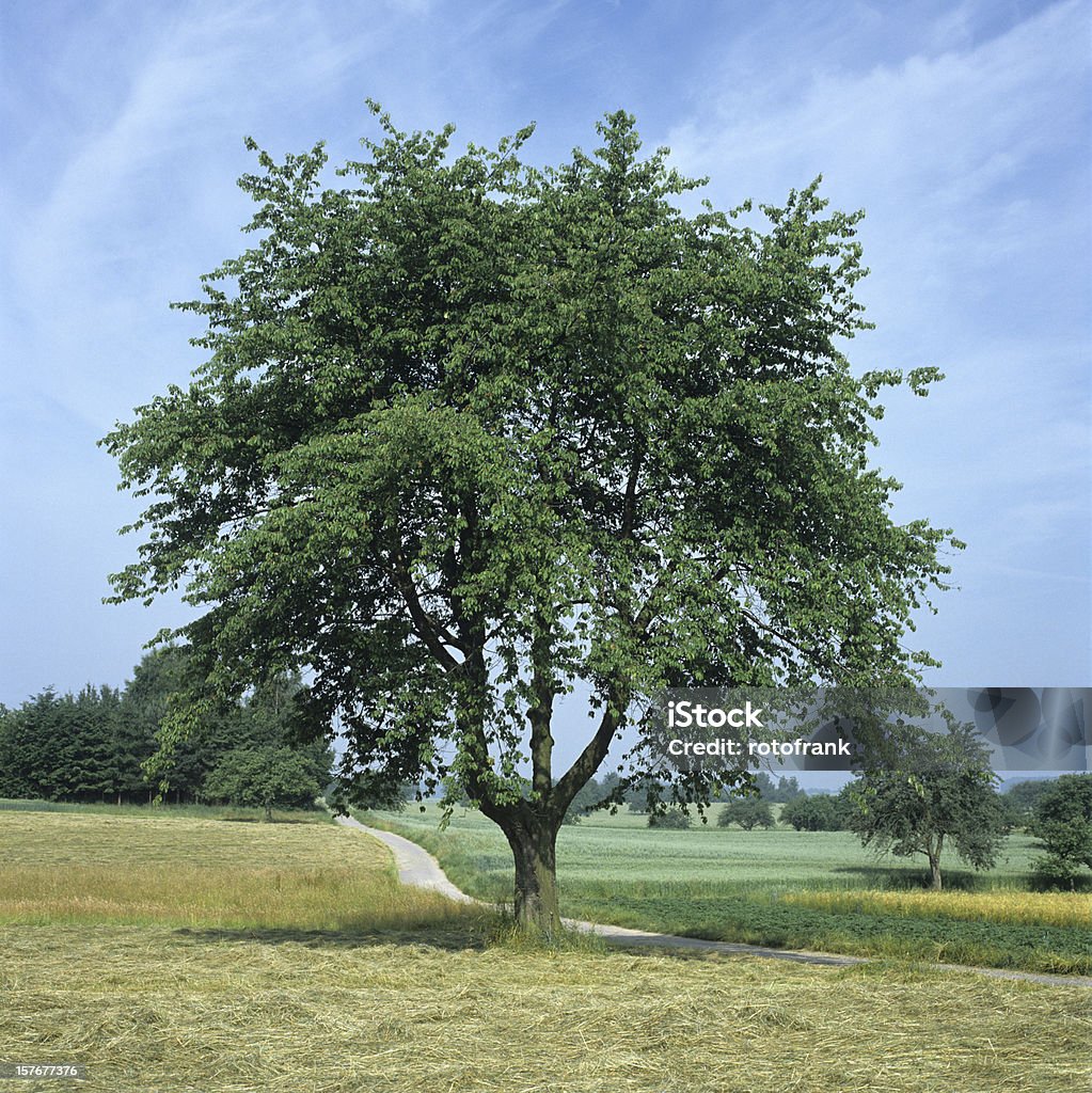 Cherry tree Prunus avium en verano (tamaño de imagen XXXL - Foto de stock de Árboles frutales libre de derechos