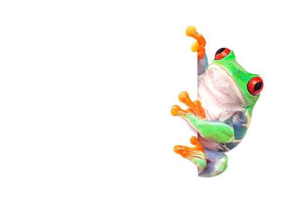 frog with white placard for messages frog with placard for messaging,  isolated on white tree frog photos stock pictures, royalty-free photos & images