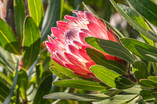 A pink protea flower nestled in leaves in the morning sun on a bright winter day. The sun lights up the delicate center of the flower and creates shadows on the leaves.