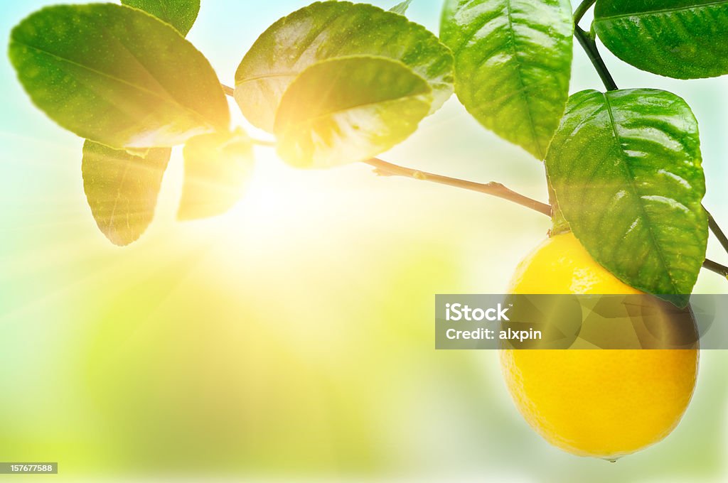Lemon on tree Tree branch with yellow lemon and leaves in sunny morning Lemon Tree Stock Photo