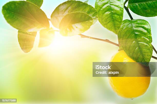 Lemon On Tree Stock Photo - Download Image Now - Lemon Tree, Lemon - Fruit, Sunlight