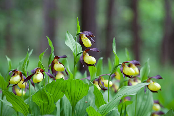 dziki lady's-slipper orchid między drzewa - ladyslipper zdjęcia i obrazy z banku zdjęć