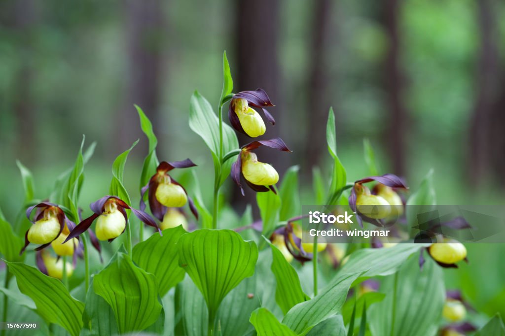 wild lady's-slipper orquídea entre as árvores - Foto de stock de Orquídea Sapatinhos royalty-free