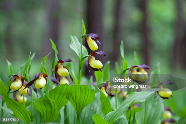 Foto de Wild Ladysslipper Orquídea Entre As Árvores e mais fotos de stock de Orquídea Sapatinhos - Orquídea Sapatinhos, Amarelo, Animais em Extinção