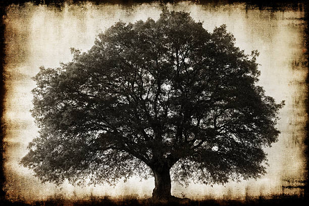 vecchio albero - oak tree treelined tree single object foto e immagini stock