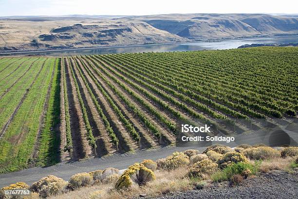 Photo libre de droit de Vignobles De Washington Et Des Gorges Du Fleuve Columbia banque d'images et plus d'images libres de droit de Vignoble