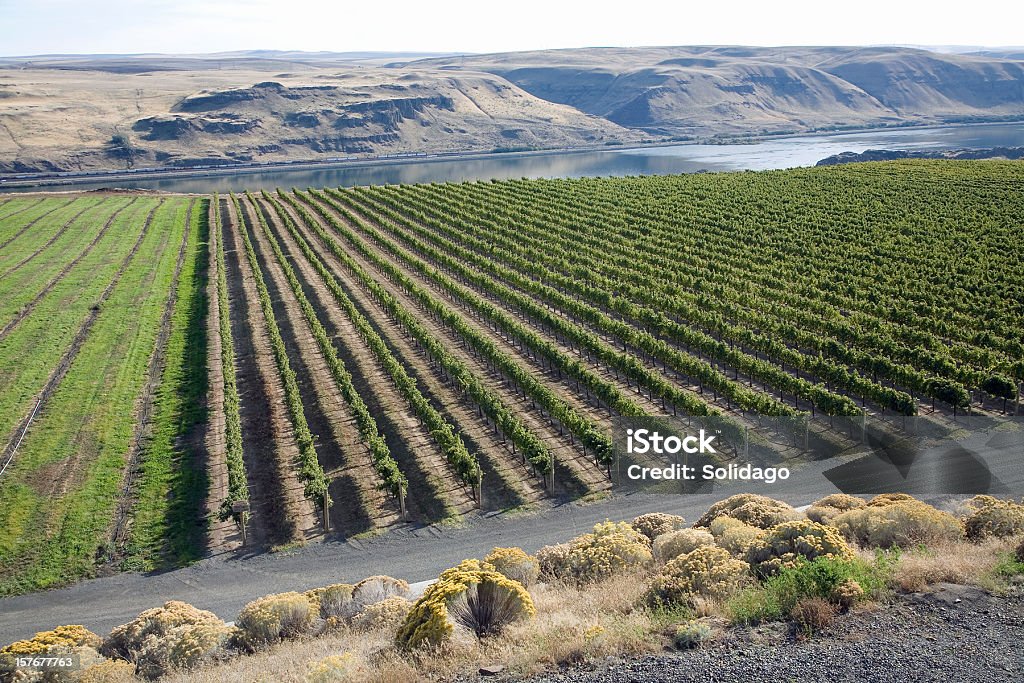 Washington vigneti e Gola del fiume Columbia - Foto stock royalty-free di Azienda vinicola