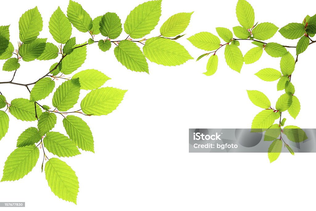 Fresco verde foglie - Foto stock royalty-free di Albero