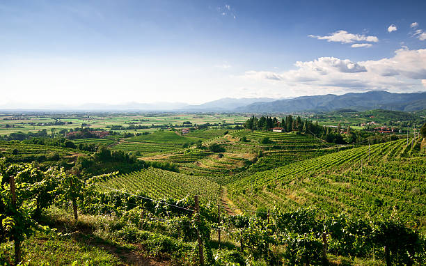 Elevated landscape view of vineyards stock photo