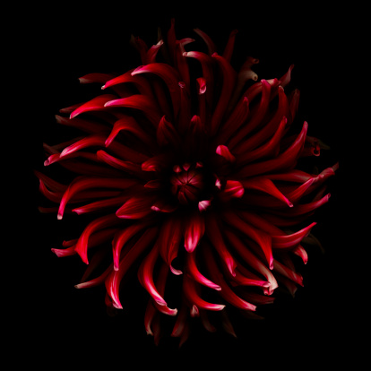 Red spider dahlia isolated on a black background.