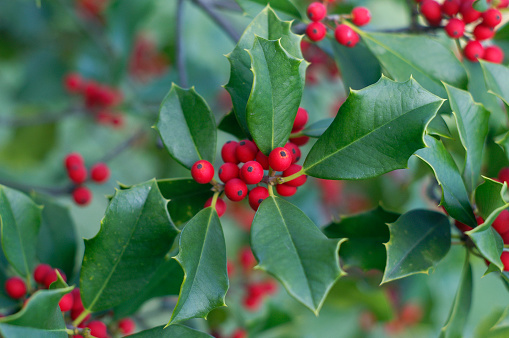 Holly and berries background.