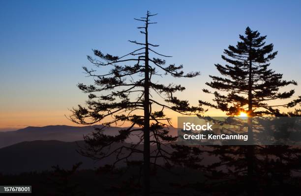 Foto de Nascer Do Sol E Pines e mais fotos de stock de Amarelo - Amarelo, América do Norte, Appalachia