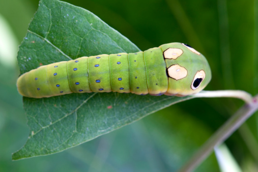 Fascinating larva of the spicebush swallowtail. The big dots are not eyes; they are markings to help disguise the caterpillar as a scary snake to ward off predators. They even have a catchlight built in. The larva feed on spicebush and sassafras leaves. Tiny blue dots outlined in black run up and down the body.