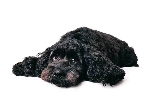 Young black cockapoo dog on white background, laying with head down and eyes looking up.