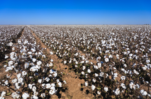 Cotton in field ready for harvest