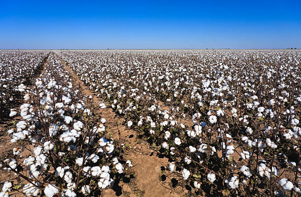 Cotton in field ready for harvest Cotton in field ready for harvest cotton cotton ball fiber white stock pictures, royalty-free photos & images
