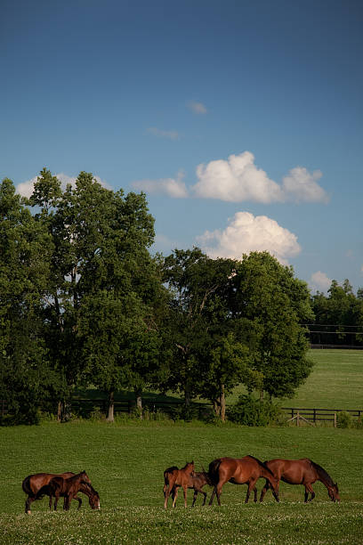 istock Horses in the Country 157678163