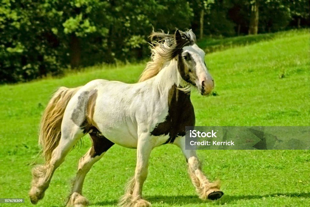 Irish Tinker horse galloping auf Viehweide - Lizenzfrei Aktivitäten und Sport Stock-Foto