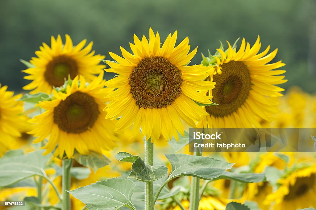 Tournesols - Photo de Agriculture libre de droits