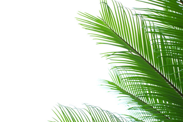 잎은 팜형 트리 - palm leaf leaf palm tree frond 뉴스 사진 이미지