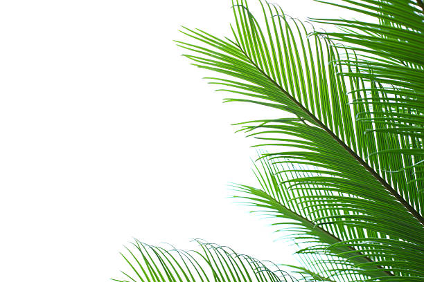 folhas de palmeira - palm leaf leaf palm tree frond imagens e fotografias de stock