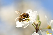 A bumble bee pollinating on a white flower