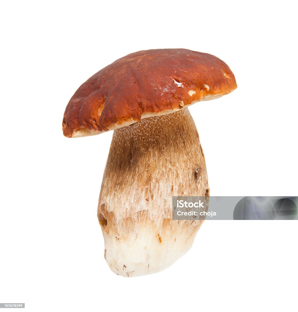 Steinpilz auf einem weißen background.porcini mushroom - Lizenzfrei Porcini Stock-Foto