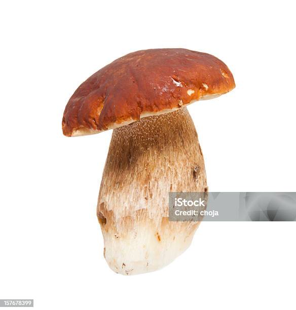 Steinpilz Auf Einem Weißen Backgroundporcini Mushroom Stockfoto und mehr Bilder von Porcini