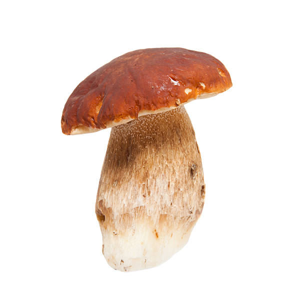 Porcini mushroom in evening light with a fly on the hat, wide angle closeup