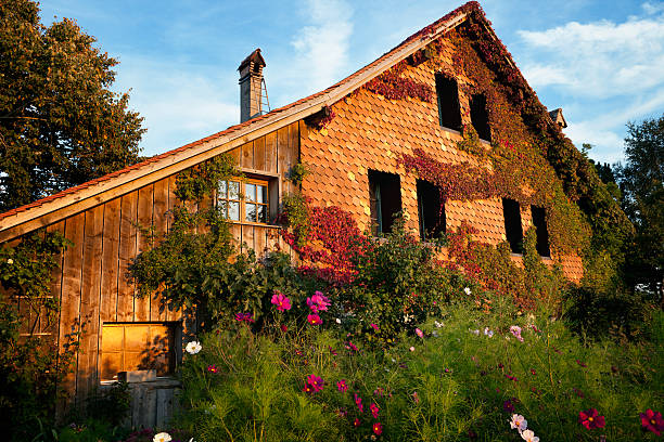 House wall covered in green ivy