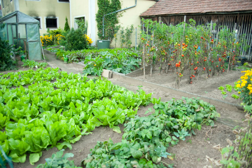 salads in garden under protection