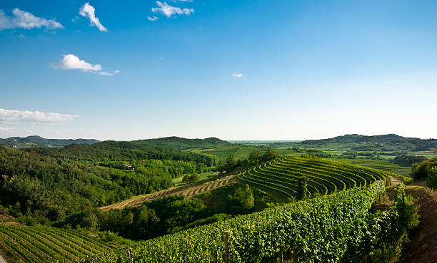 istock panoramic view of winery with clear sky 157678506