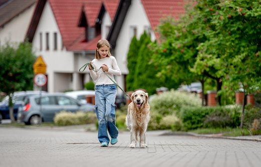 Preteen girl with golden retriever dog walking at city street. Pretty child kid with purebred pet doggy outdoors together