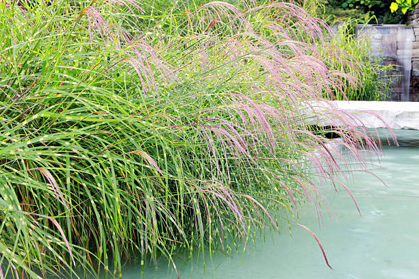 Zebra Grass In Water Garden  ornamental grass stock pictures, royalty-free photos & images