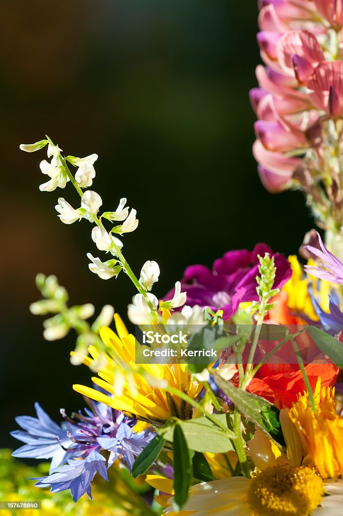 Kleine bouquet von wilden Blumen - Lizenzfrei Mohn - Pflanze Stock-Foto