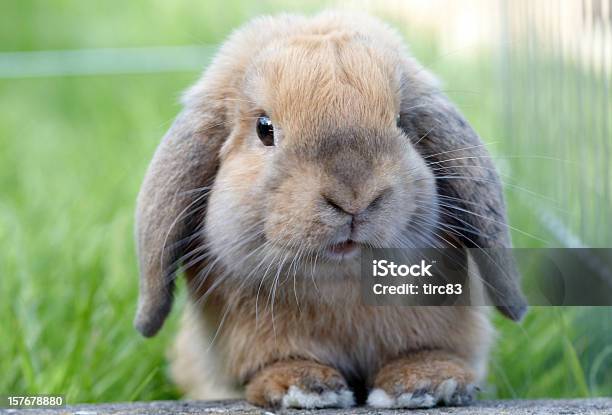 Lop Eared Rabbit In Grass Stockfoto und mehr Bilder von Blick in die Kamera - Blick in die Kamera, Braun, Farbbild