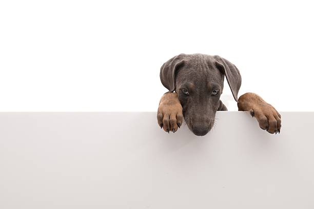 istock puppy above banner 157678905