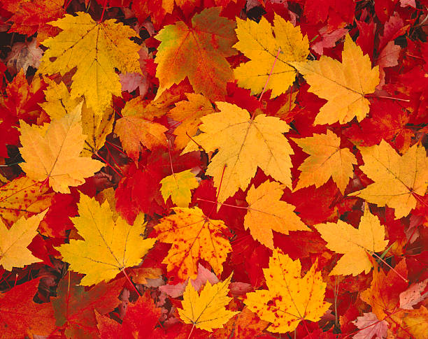 Autumn Leaves In Vermont Multicolored Autumn Maple Leaves On The Forest Floor Of Vermont new england usa photos stock pictures, royalty-free photos & images