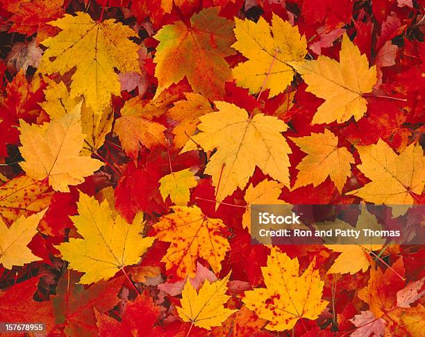 Autumn Leaves In Vermont Stock Photo - Download Image Now - Autumn, Leaf, Backgrounds