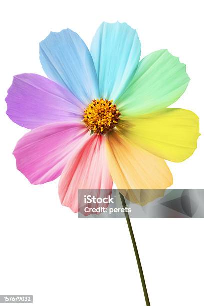 레인보우 아이리스입니다 파스텔에 대한 스톡 사진 및 기타 이미지 - 파스텔, 꽃-식물, 0명