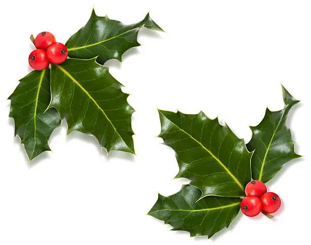 Photo of Christmas holly corner with clipping path